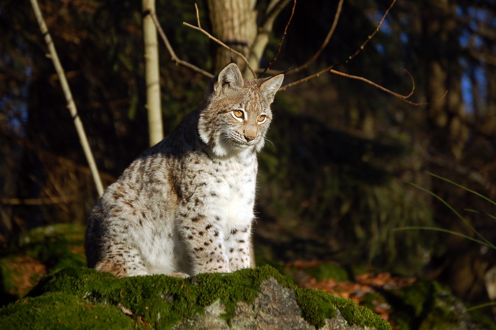 junger Luchs beim Sonnenbad