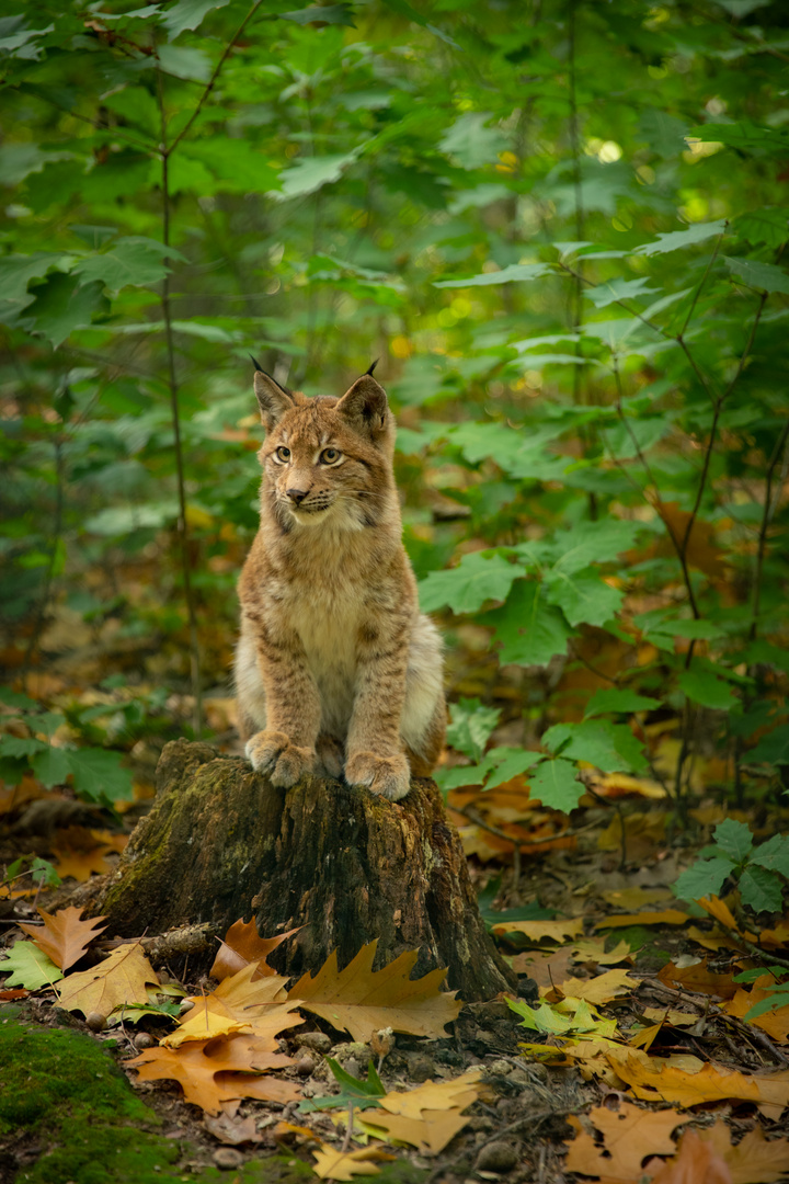 Junger Luchs (c)