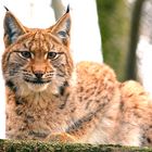 Junger Luchs