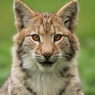 Junger Luchs