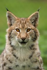 Junger Luchs