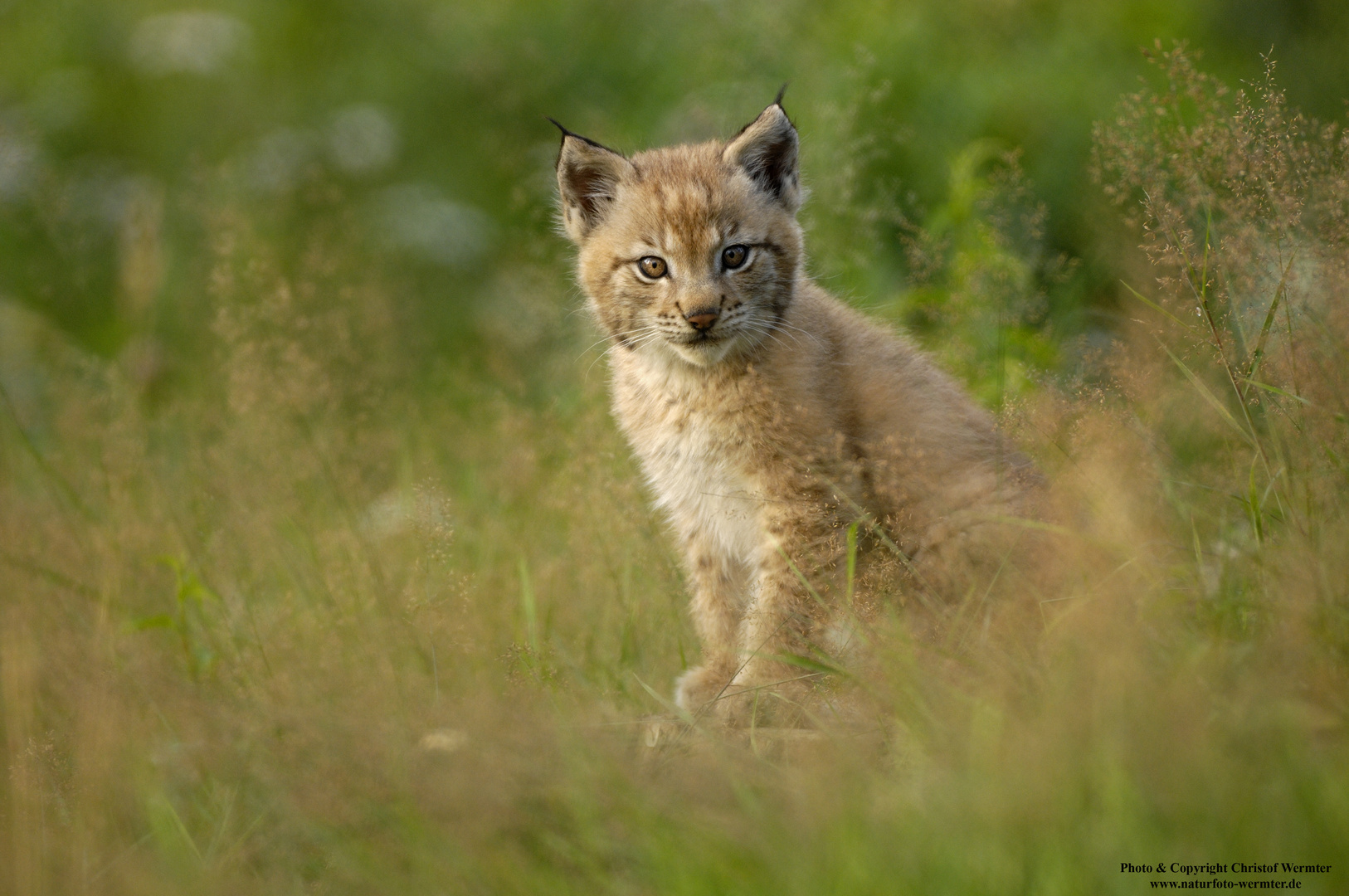 Junger Luchs (D c)