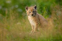 Junger Luchs (D c)