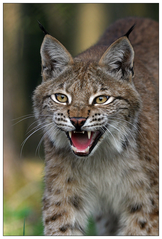 Junger Luchs