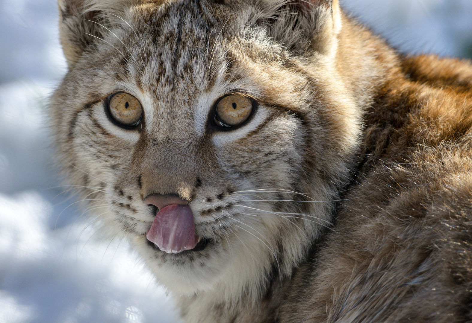 Junger Luchs