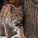 Junger Luchs