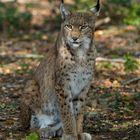 Junger Luchs