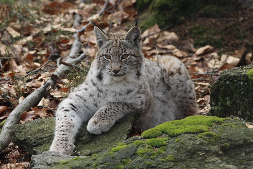 Junger Luchs ganz groß