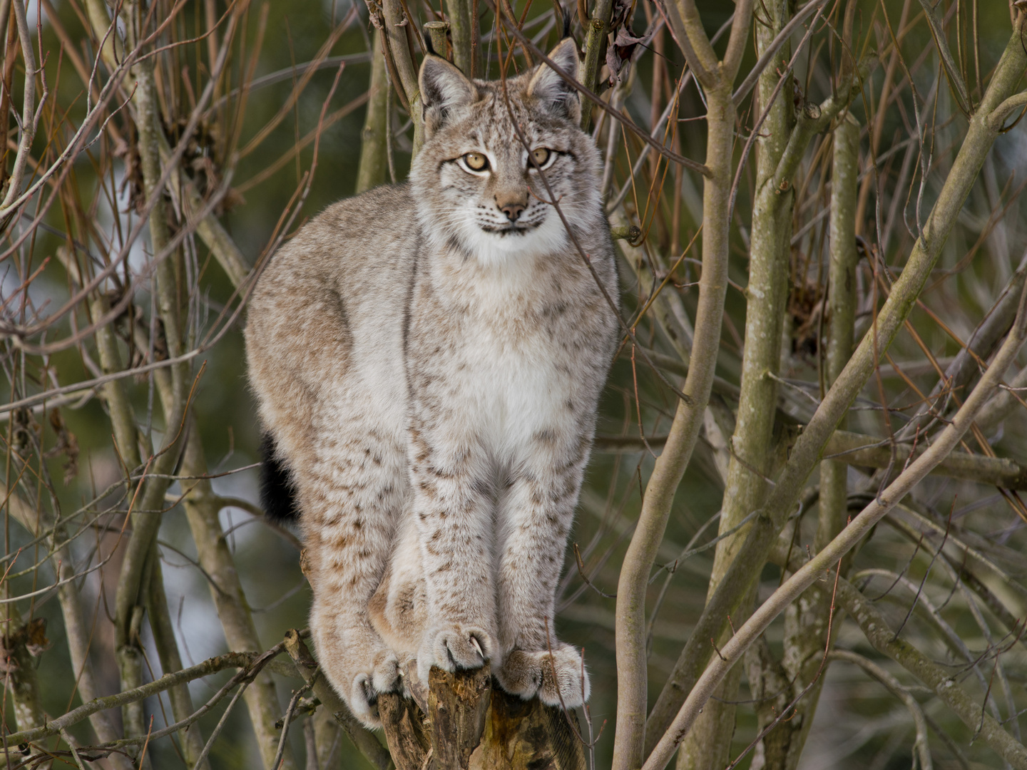 Junger Luchs, Hellenthal 16.02.2018