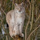 Junger Luchs, Hellenthal 16.02.2018