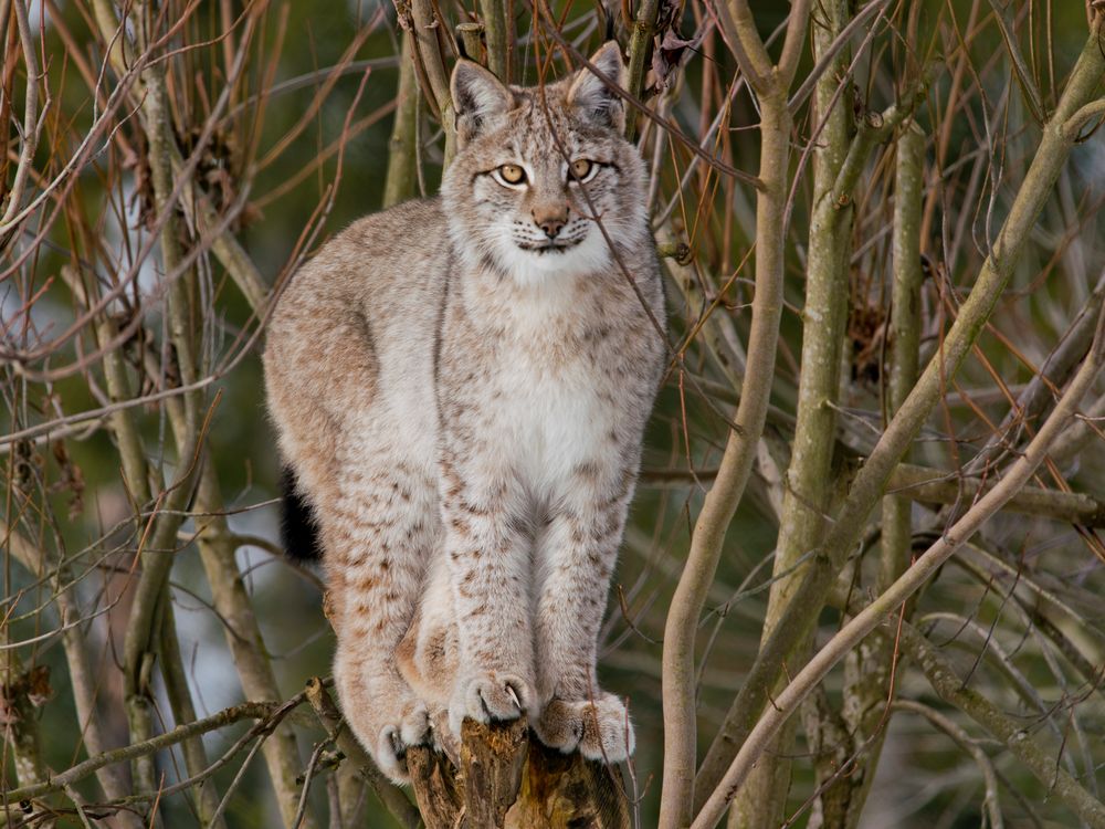 Junger Luchs, Hellenthal 16.02.2018