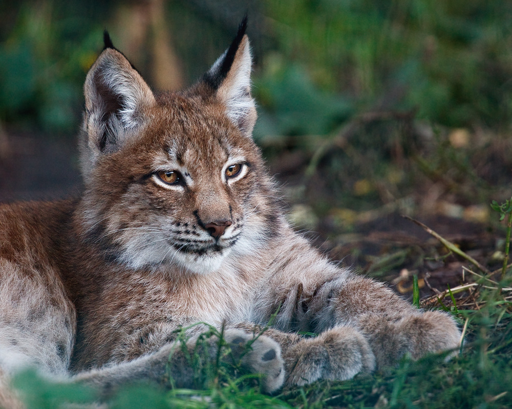 Junger Luchs I