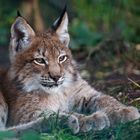 Junger Luchs I