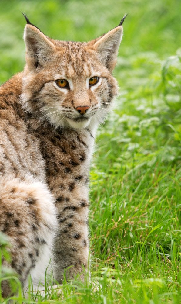 Junger Luchs II