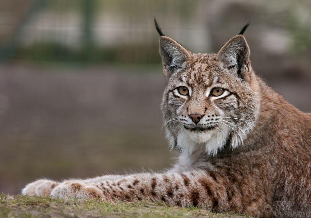 Junger Luchs II