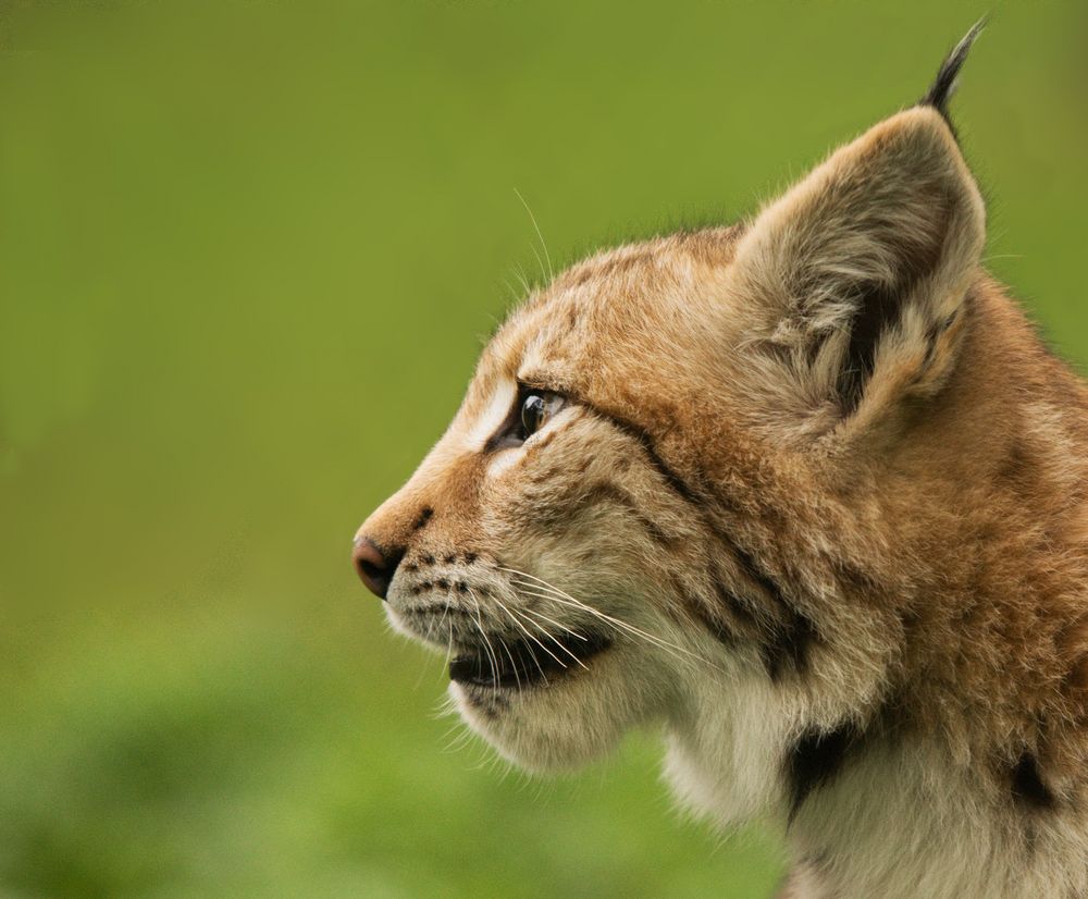 Junger Luchs III