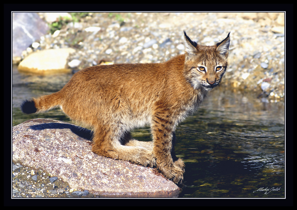 Junger Luchs im Morgenlicht 2