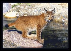 Junger Luchs im Morgenlicht 2