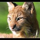 Junger Luchs im Morgenlicht