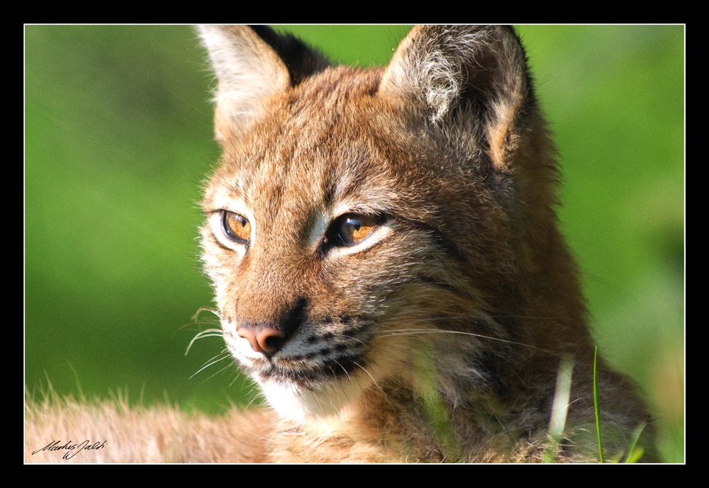 Junger Luchs im Morgenlicht