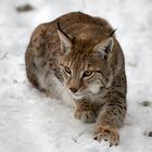 junger Luchs im Schnee