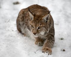 junger Luchs im Schnee