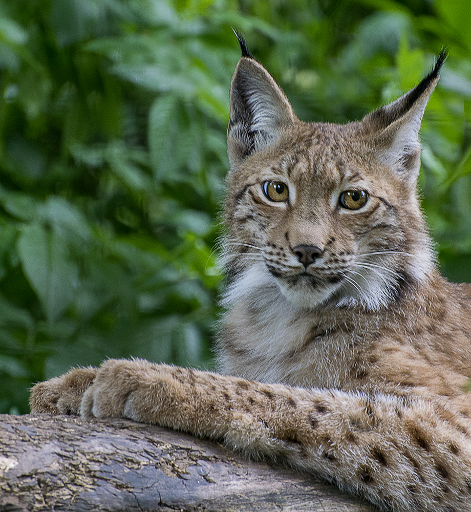 Junger Luchs im Tierpark Wels...