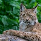 Junger Luchs im Tierpark Wels...