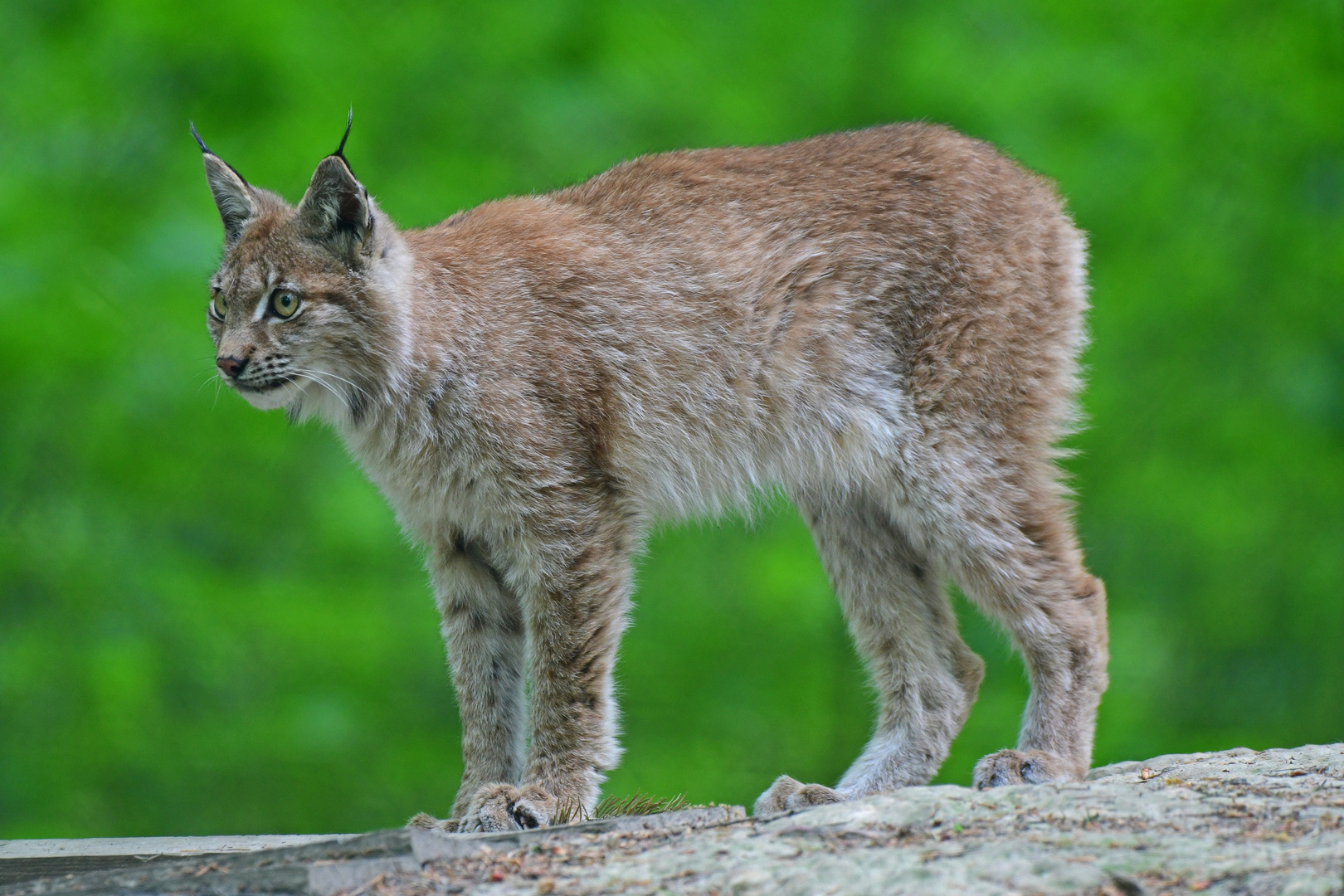 Junger Luchs voll konzentriert