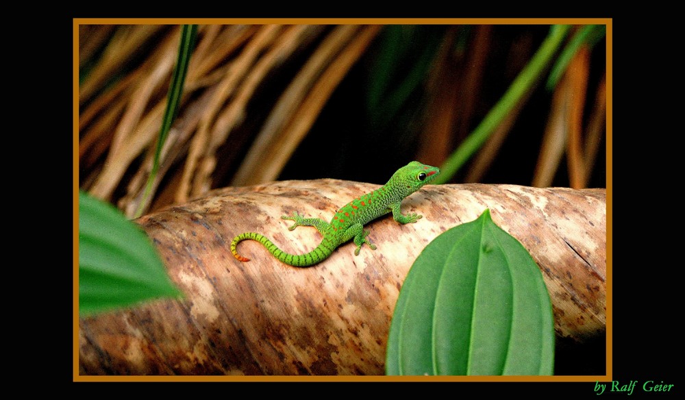 junger Madagaskar-Taggecko (Phelsuma madagascariensis madagascariensis)