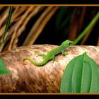 junger Madagaskar-Taggecko (Phelsuma madagascariensis madagascariensis)