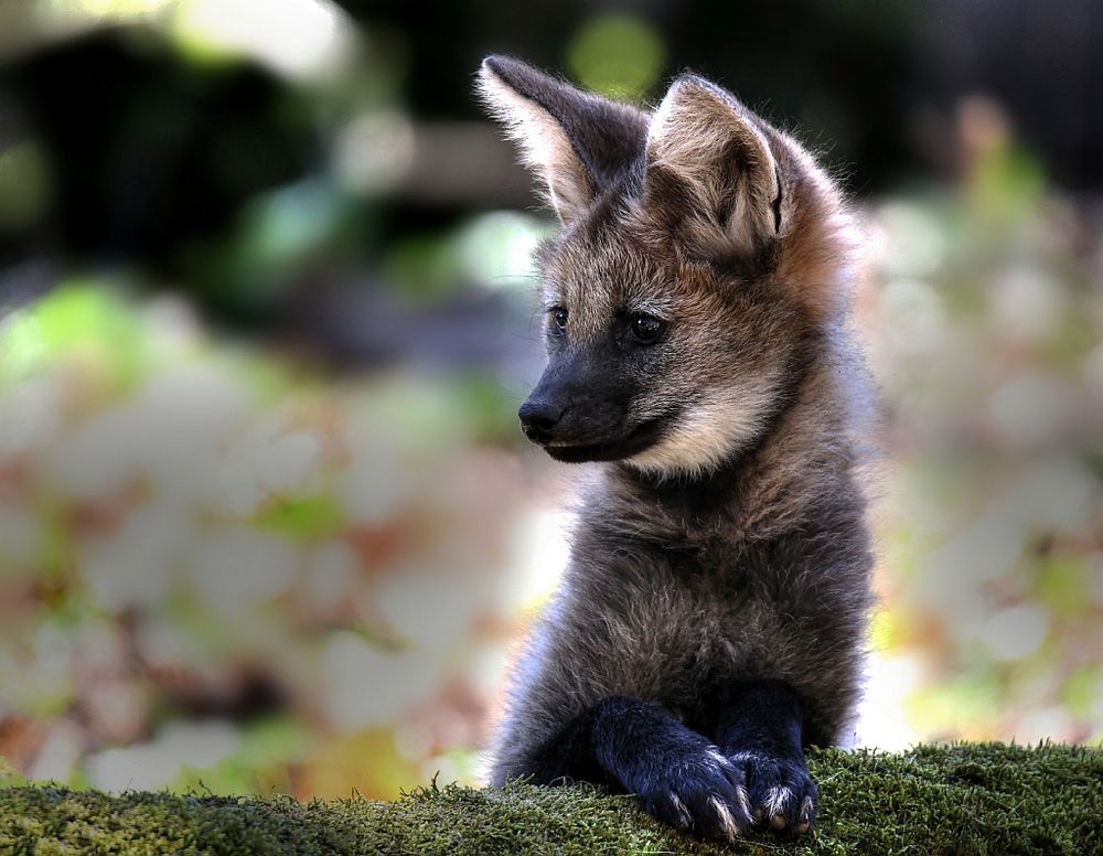 junger Mähnenwolf