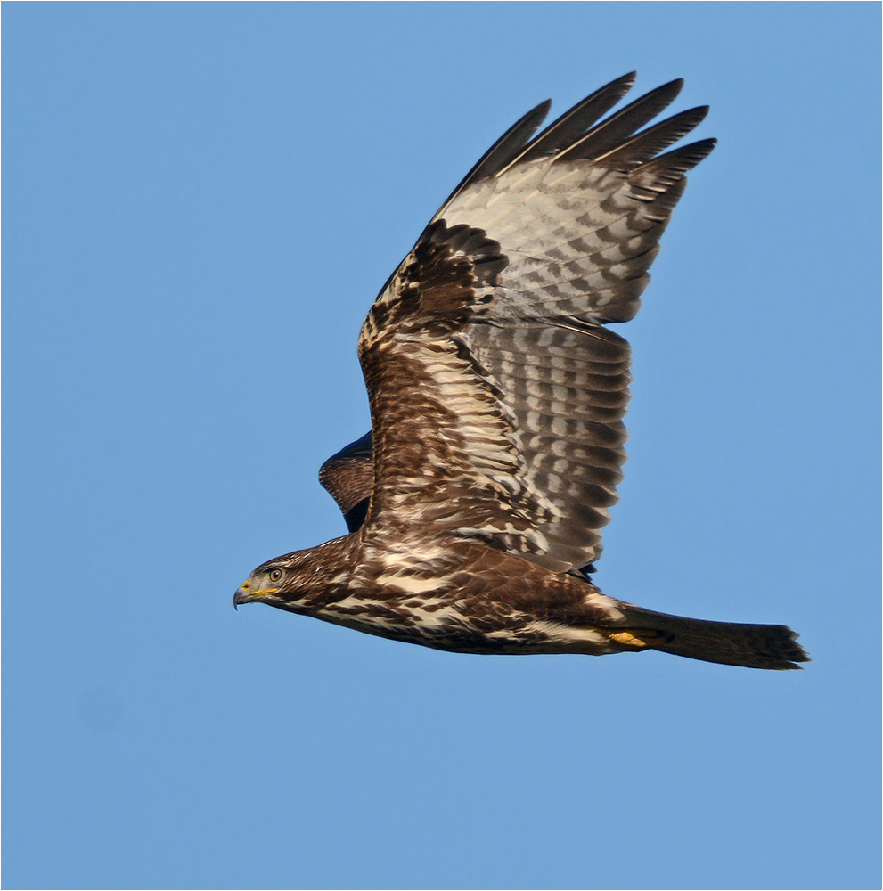 Junger Mäusebussard