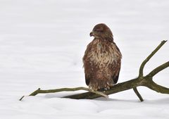 Junger Mäusebussard