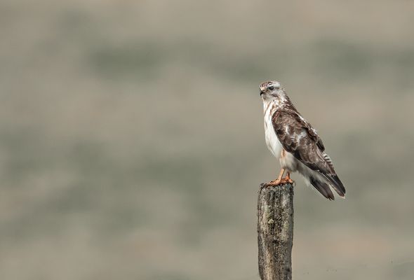 junger Mäusebussard