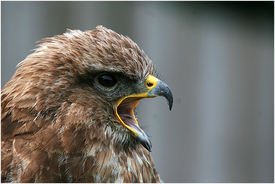 Junger Maeusebussard