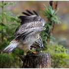 Junger Mäusebussard am Luder - (Buteo buteo )