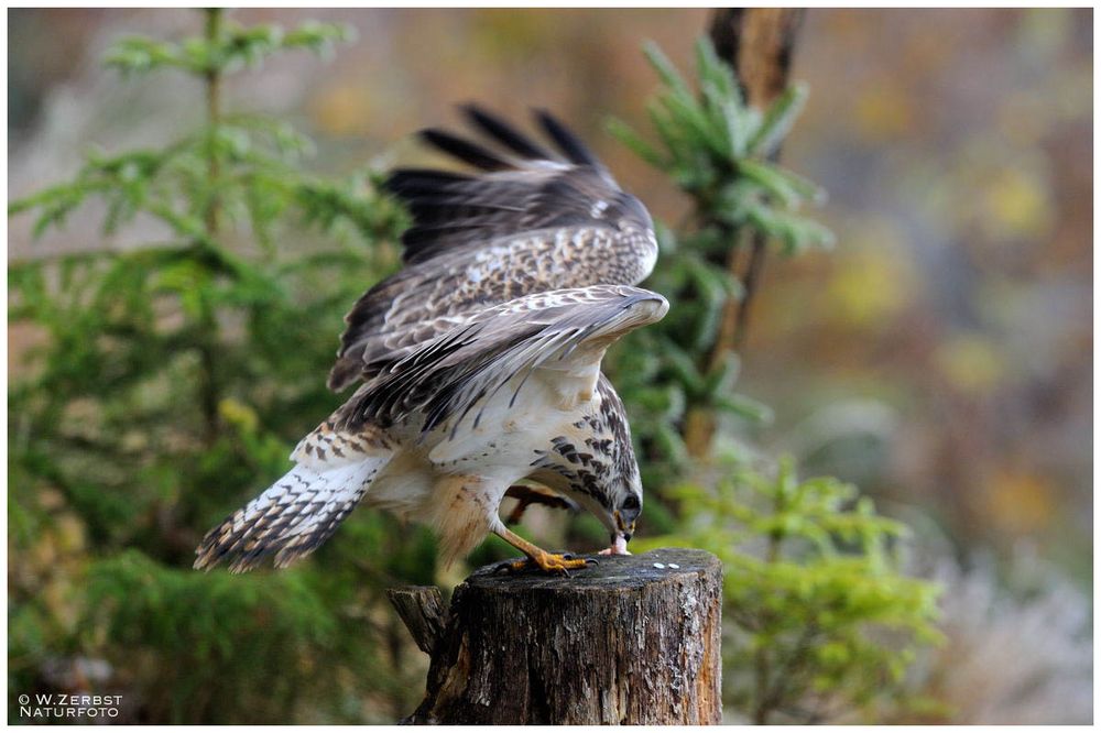 Junger Mäusebussard am Luder - (Buteo buteo )