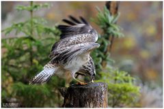 Junger Mäusebussard am Luder - (Buteo buteo )