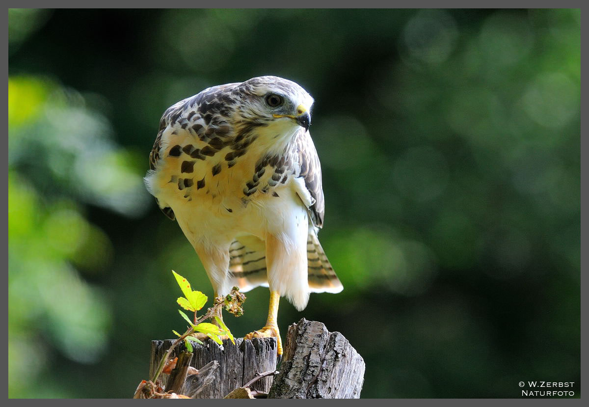 - Junger Mäusebussard an seinem Ansitz - ( Buteo buteo )