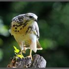 - Junger Mäusebussard an seinem Ansitz - ( Buteo buteo )