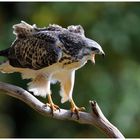 Junger Mäusebussard - ( Buteo buteo )