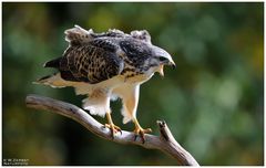 Junger Mäusebussard - ( Buteo buteo )