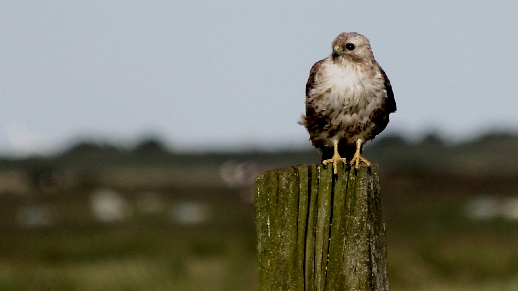 junger Mäusebussard (Buteo buteo)... 