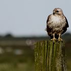 junger Mäusebussard (Buteo buteo)... 