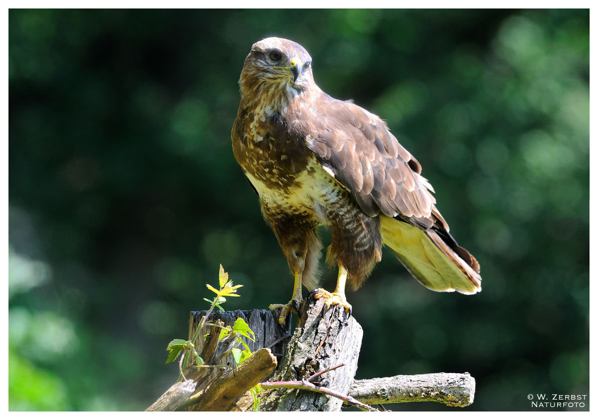 - Junger Mäusebussard - ( Buteo buteo )