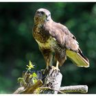 - Junger Mäusebussard - ( Buteo buteo )