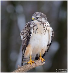 - Junger Mäusebussard - ( Buteo buteo )