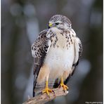 - Junger Mäusebussard - ( Buteo buteo )