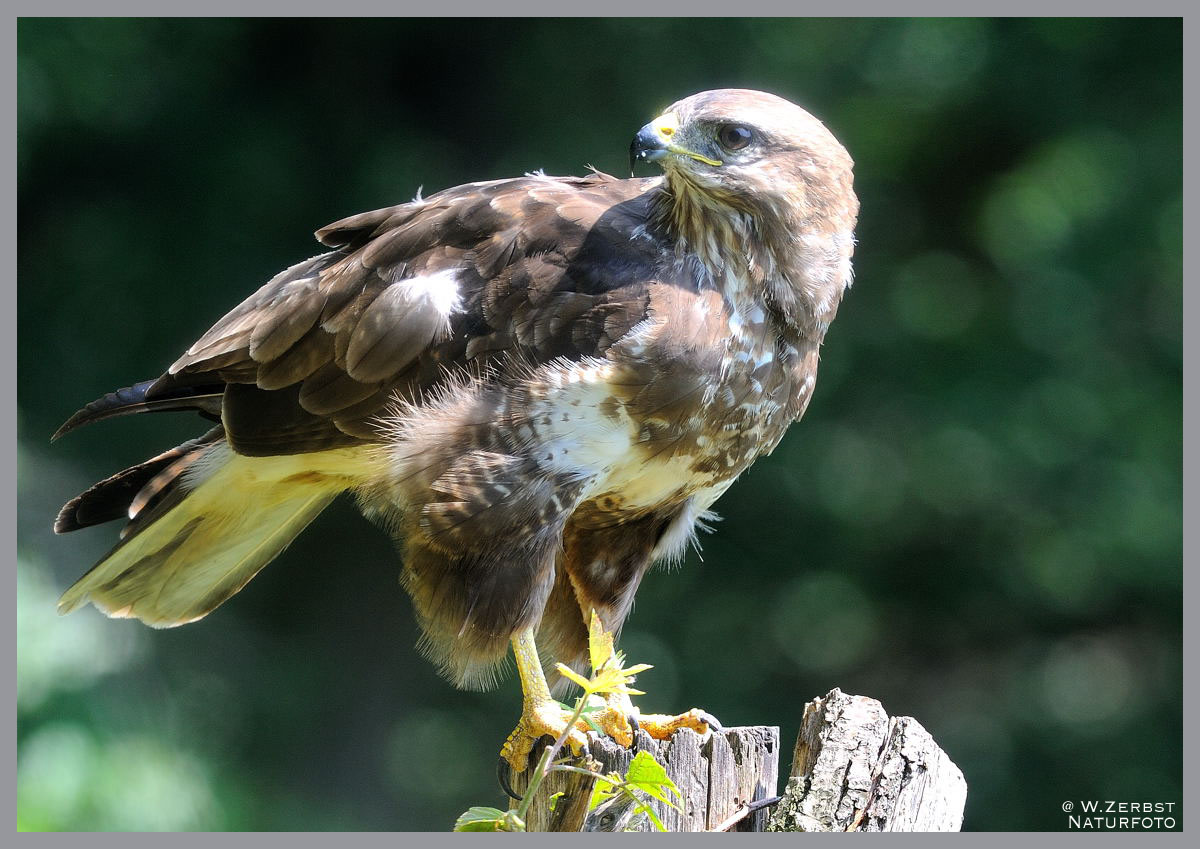 - Junger Mäusebussard _ ( Buteo buteo )